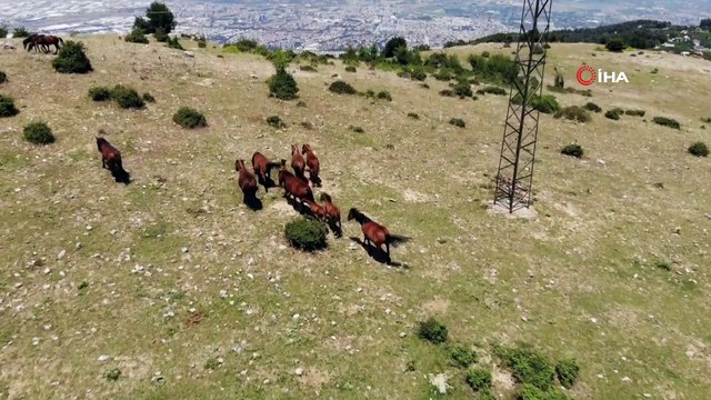 Spil Dağı’nın özgür bekçileri yılkılar eşsiz görüntüler oluşturdu