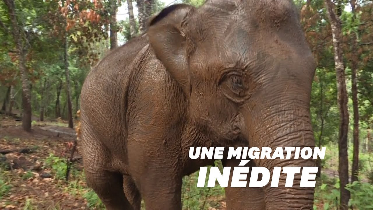 Avec le coronavirus, la grande migration des éléphants de Thaïlande