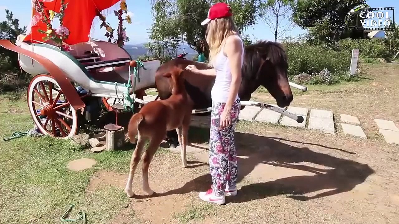 animal attack