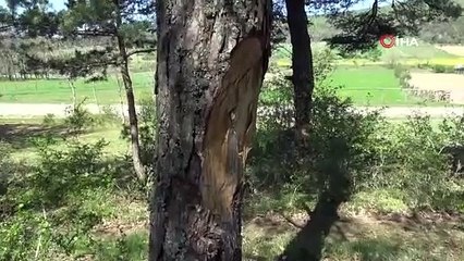 Çıra için ağaçları oydular