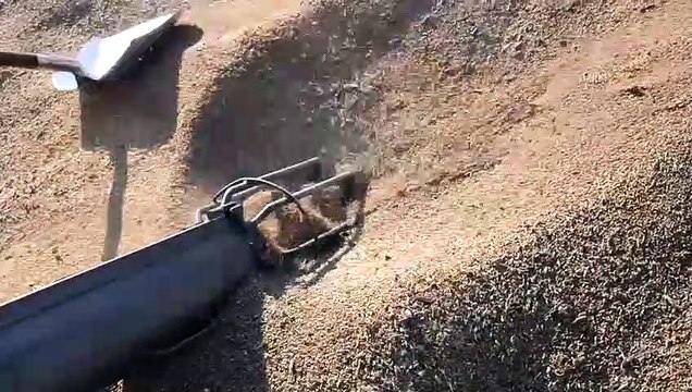 Hububatta yüzde 5-6 civarında rekolte artışı bekleniyor - KONYA