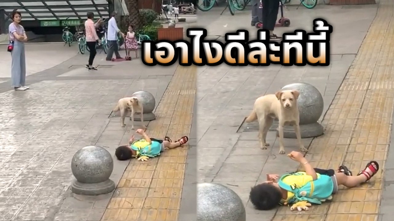 เป็นคนกลาง.. ลำบากใจเหลือเกิน แม่-ลูก ทะเลาะกันหมาอย่างฉัน จะเอายังไงดี !