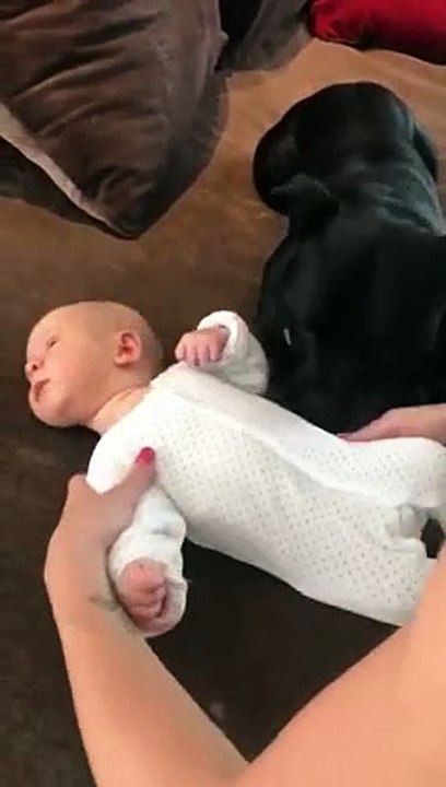 Chien très protecteur d'un bébé