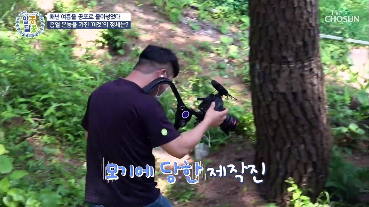 ※여름철 불청객※ 가장 위험함 모기 종은?