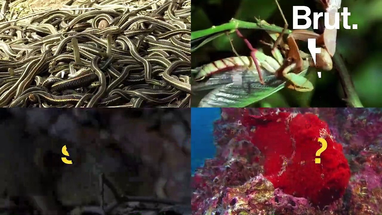 Serpents Thamnophis, mante religieuse… ces animaux ont une façon étonnante de se reproduire