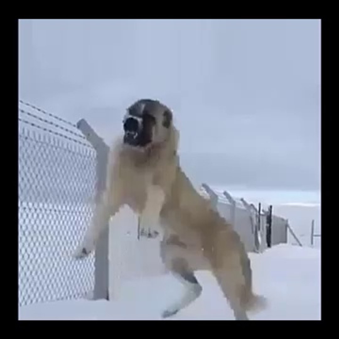 Sinir Deryasi Ala Coban Kopegini Zincirler Zor Tutuyor Anatolian Shepherd Dog Ala Dailymotion Video