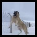 SiNiR DERYASI ALA COBAN KOPEGiNi ZiNCiRLER ZOR TUTUYOR - ANATOLiAN SHEPHERD DOG ALA