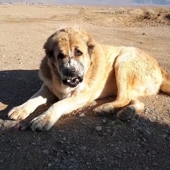 SiNiRLi ADAMCI iRAN COBAN KOPEGi - ANGRY PERSiAN SHEPHERD DOG