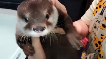 Premier bain pour une petite loutre
