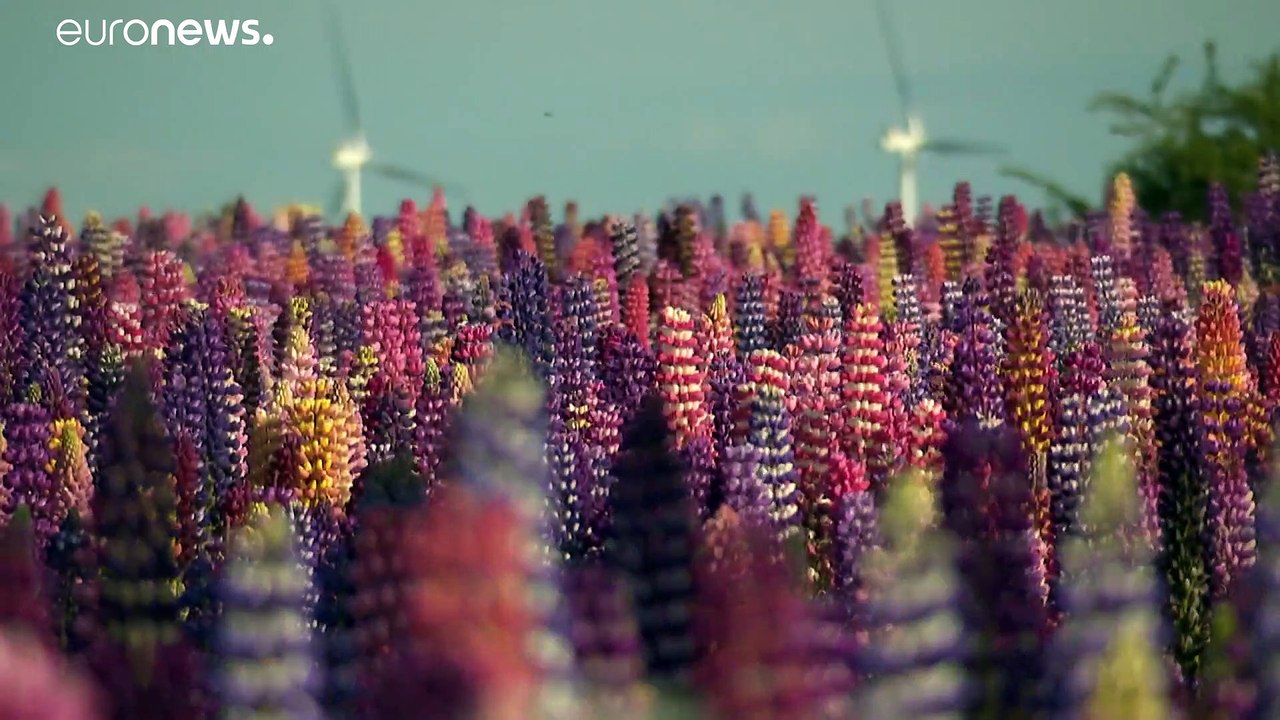 18 verschiedene Farben: Ausflug ins Lupinenfeld