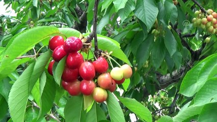 Kiraz toplama işi geçim kaynakları oldu - TOKAT