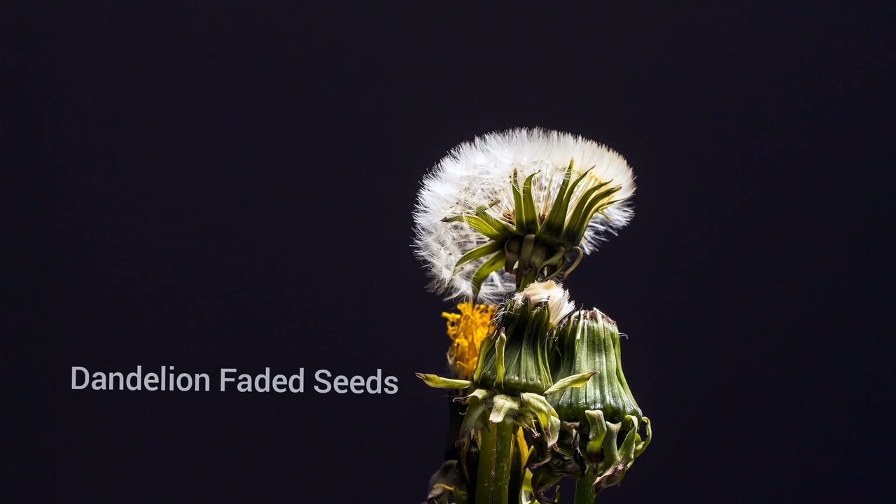Dandelion Faded Seeds