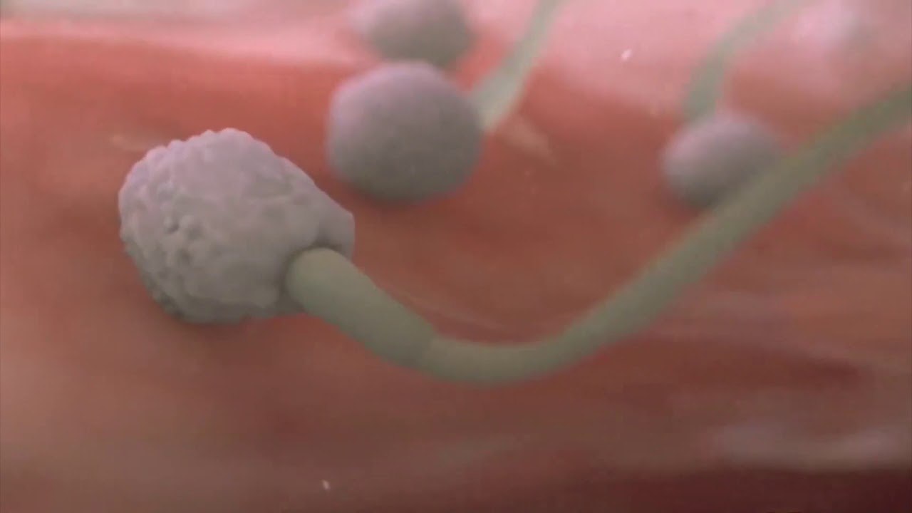Zbulohet proteina e spermatozoidit
