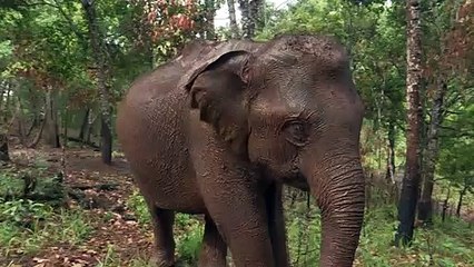 Thai elephants' mass migration to village brings new stress