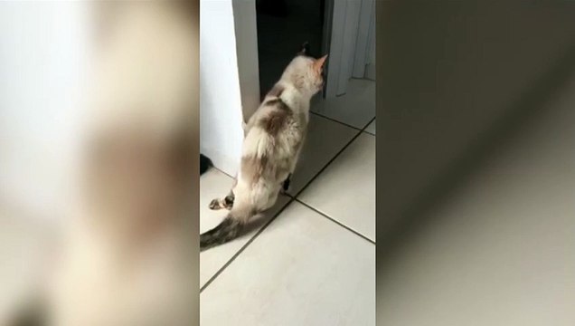 Gatinha que tem leucemia e se locomove apenas com duas patas precisa de cadeira de rodas