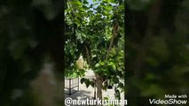 Видео обзор виллы в Аланья/Турция. Private villa for sale in Alanya /TURKEY