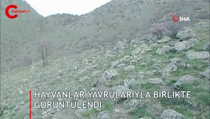 Görüntüleri foto kapana böyle yansıdı