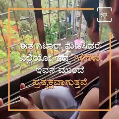 A Guitarist Play For Two Parrots In His Balcony