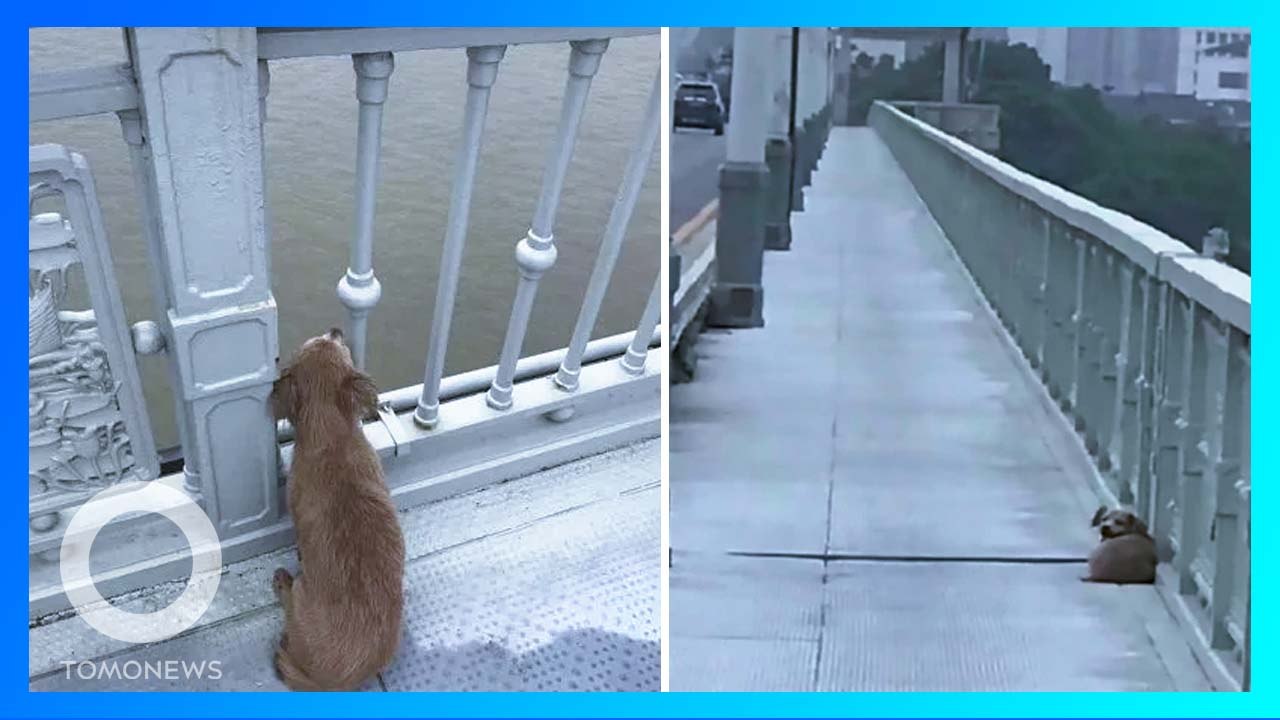 主人跳橋結束生命 忠犬橋上癡等主人