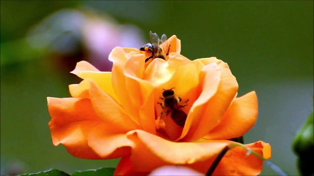 A Devoção ao Santo Anjo da Guarda de Portugal