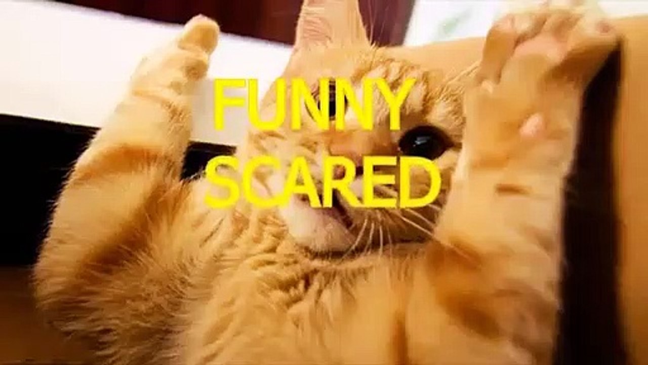funny cute video