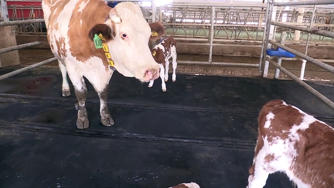 Ceylanpınar Tarım İşletmesinde üçüz buzağı sevinci - ŞANLIURFA