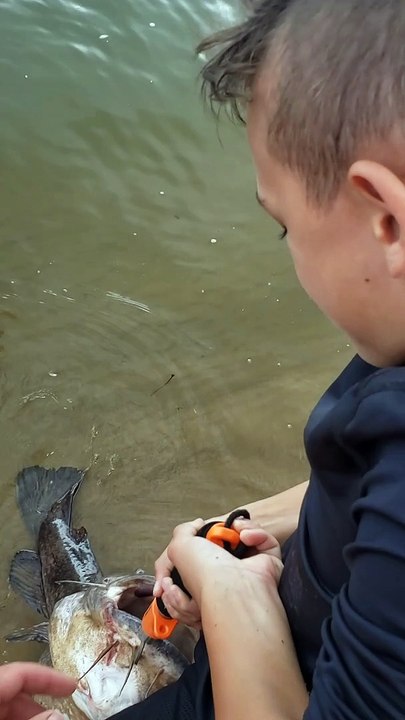 Son Lets Catfish Go Free