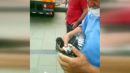 İtfaiyeciler yuvasından düşen karga yavrusu için seferber oldu - SİVAS