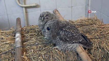 Yavru baykuşlar koruma altına alındı