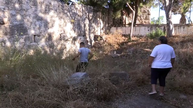 Bodrum'da yolunu kaybeden domuz yavrusunu mahalleli besliyor - MUĞLA