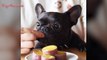 5-funny-and-cute-french-bulldog-french-bulldog-puppies-funny-dog-videos-try