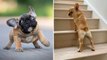 Supper French Bulldog In The World - Funny and Cute French Bulldog Compilation 2020 _ Dogs Awesome