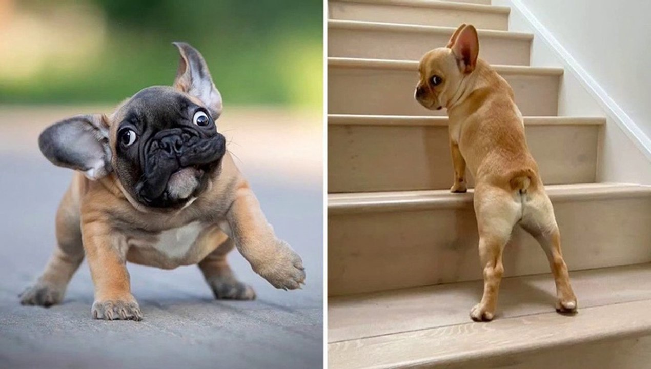 Supper French Bulldog In The World - Funny and...