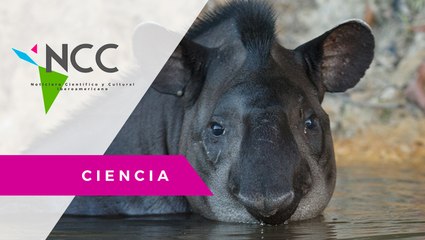 El ta­pir es un dis­per­sa­dor de se­mi­llas; de ahí la im­por­tan­cia de su con­ser­va­ción