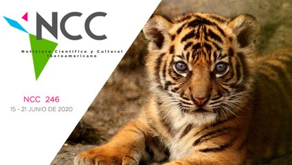 Noticiero Científico y Cultural Iberoamericano, emisión 246. 15 al 21 de Junio 2020