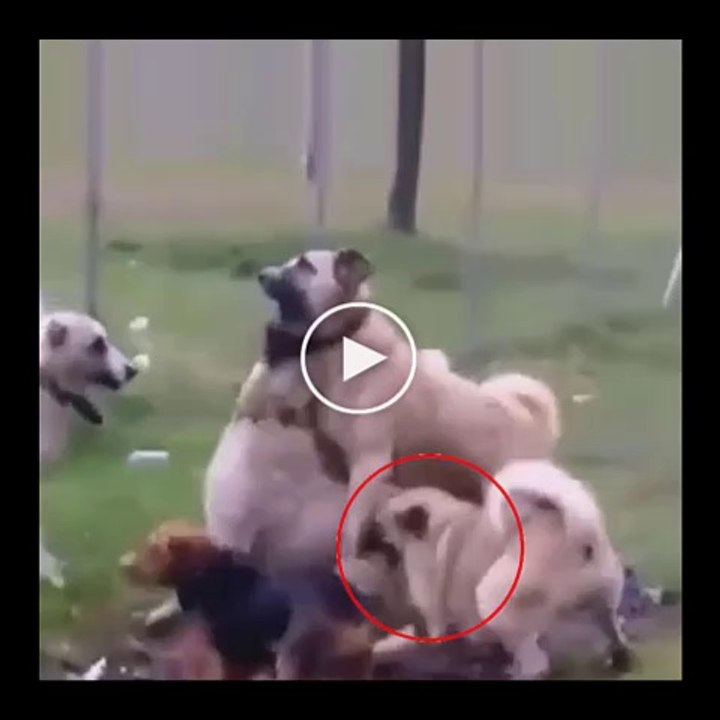 SiVAS KANGALLAR BUYUK MAHALLE KARSILASMASI - ANATOLiAN SHEPHERD DOG KANGALS vs
