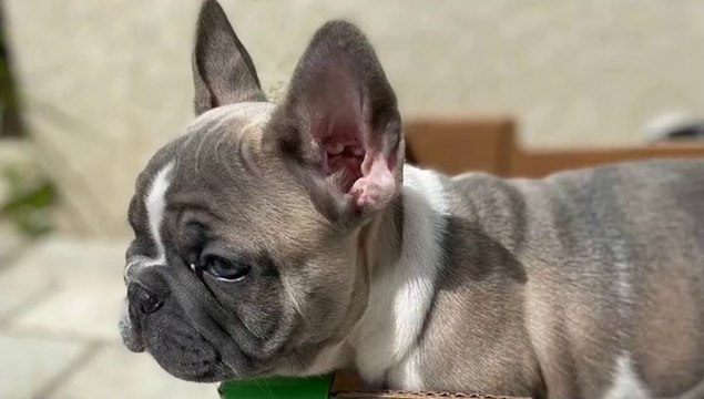 Top 20 French Bulldog are Awesome _ Funny and Cute Dog Puppies 2020