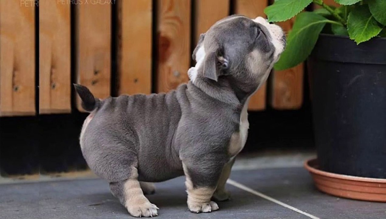 So Cute Bulldog Momments - Funny French Bulldog Compilation _ Dogs Awesome