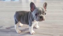 20  Cute French Bulldog Puppies You Wanna Take Home _ Dogs Awesome