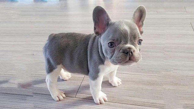 20 Cute French Bulldog Puppies You Wanna Take Home _ Dogs Awesome