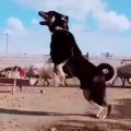 UCAN iRAN COBAN KÖPEGi - FLYiNG PERSiAN SHEPHERD DOG