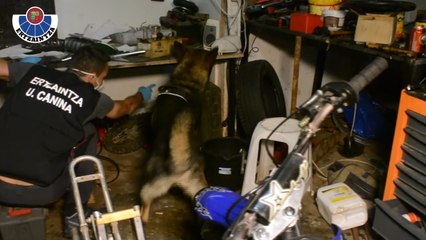 La Ertzaintza desarticula un grupo de tráfico y cultivo de marihuana