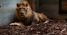Eure : un lion de cirque dans un état « épouvantable » saisi par la justice