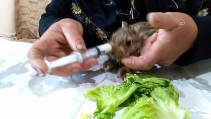 Buldukları tavşan yavrusunu şırınga ile besliyorlar - AMASYA