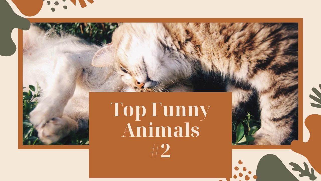 Funny Animal Videos #2