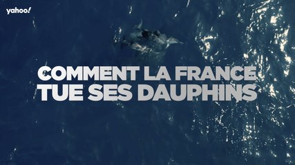 Comment la France tue ses dauphins