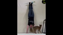 Hermosos clips de gato -cats beutiful-