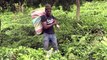 Rizeli üretici yaş çay hasadını Senegalli işçi arkadaşlarıyla gerçekleştiriyor