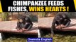 Chimpanzee feeds fishes: Video wins hearts on the internet,an absolute delight to watch | Oneindia