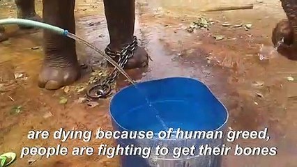 Truncated will: India landowner bequeaths land to elephants